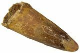 Fossil Spinosaurus Tooth - Real Dinosaur Tooth #354784-1